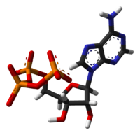 Estructura en 3D del ATP