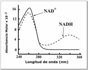 Espectros de absorbancia del NAD+ y NADH