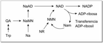 Metabolismo del NAD