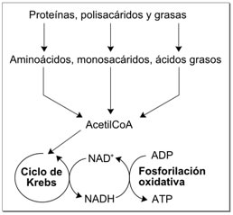 Metabolismo redox