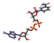 Aspecto del NAD en 3D