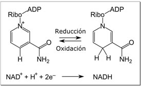 Reacción redox del NAD