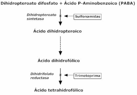 Ruta de síntesis del ácido tetrahidrofólico