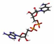 Coenzima NAD+